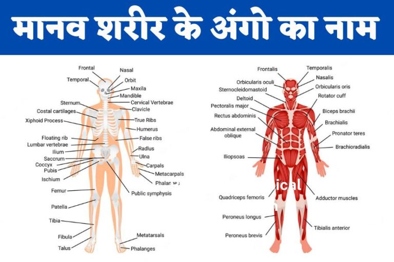 Name of the Human Body Parts in Hindi