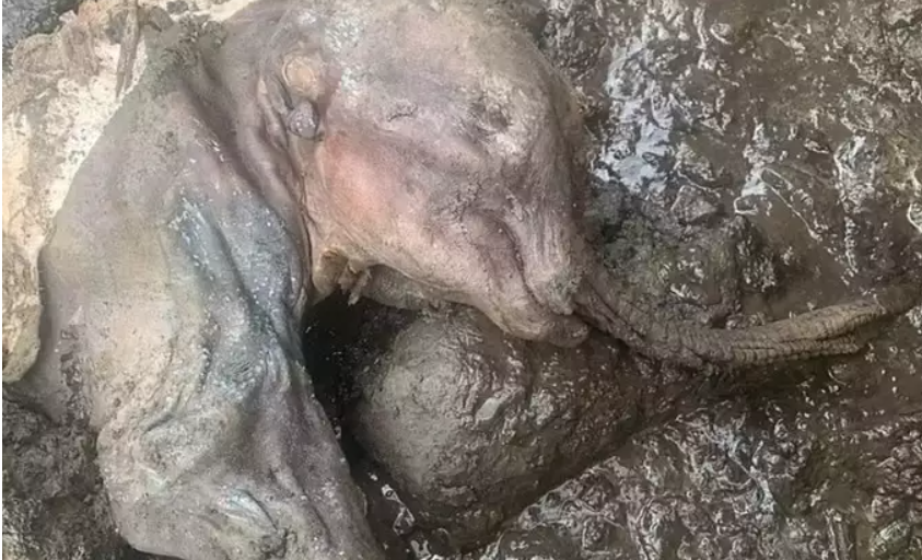 Discovery of Baby Mammoth 2022