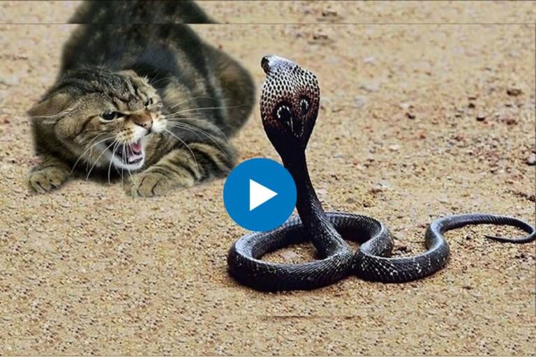 Dangerous Fight Between Cobra Snake And Ca