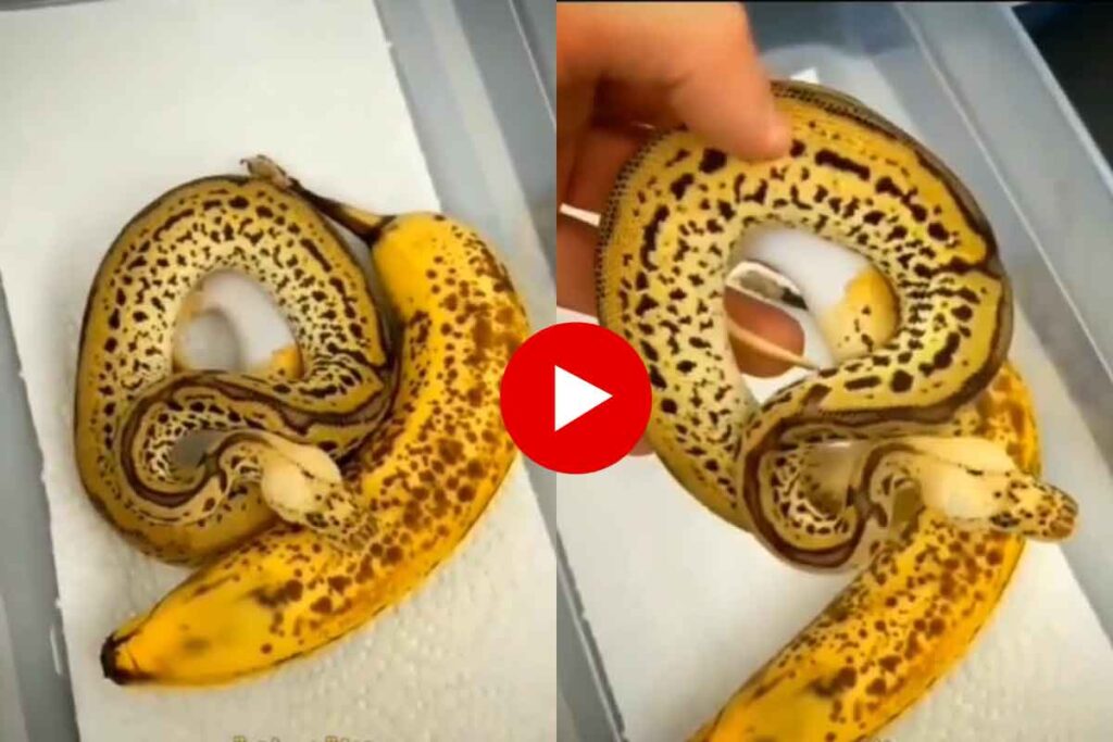 Banana Snake Viral Video