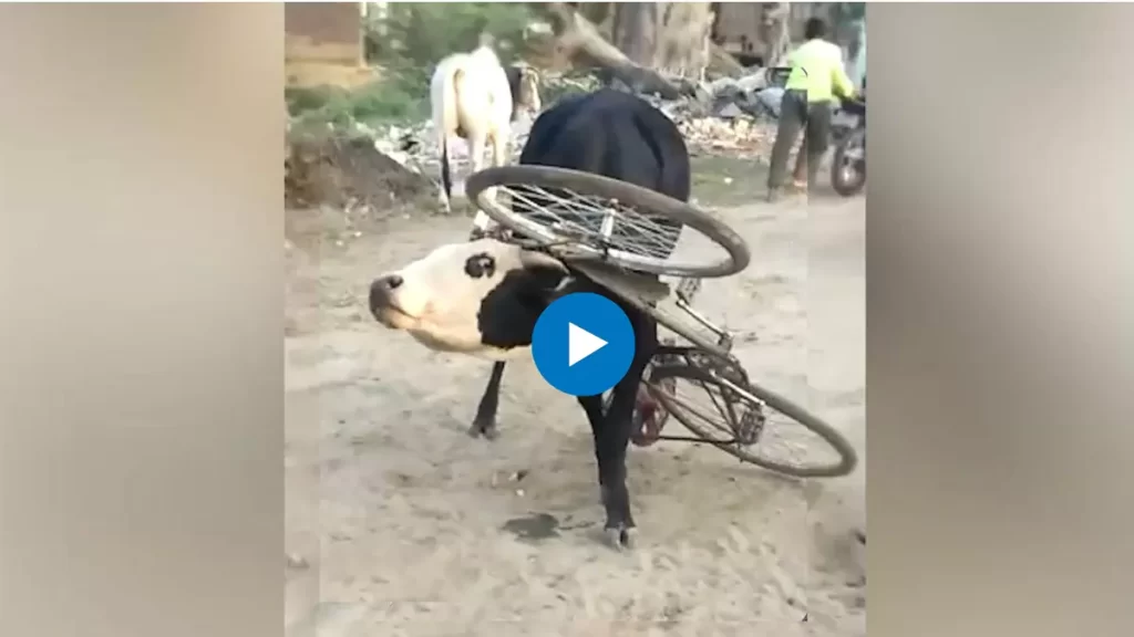 Cycle Stuck In Bull's Neck Viral Video