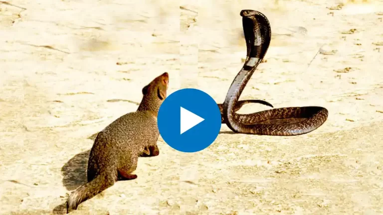 Nevla Or Snake Fight Video