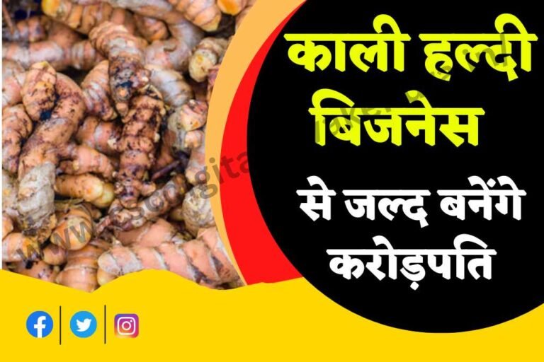 Black Turmeric Business