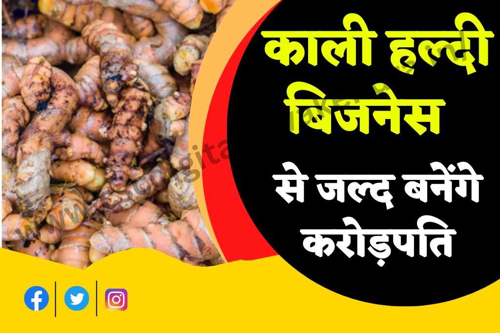 Black Turmeric Business