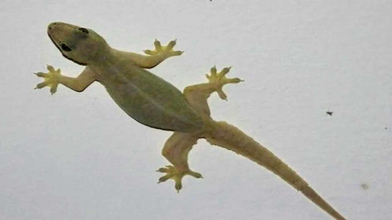 Chipkali Bhagane ka Upay