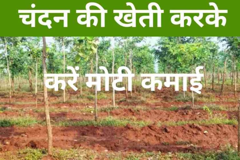 Sandalwood tree cultivation Business