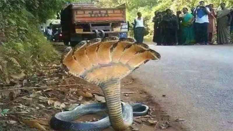 7 fan wala snake Video