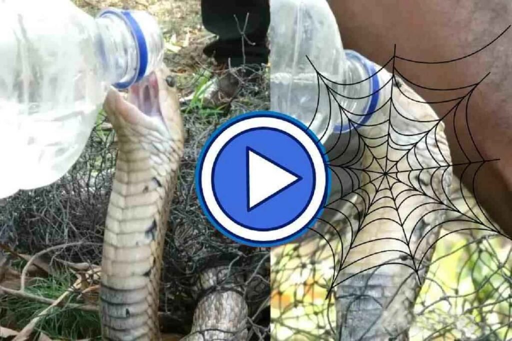 King Cobra Snake Drink Water Video