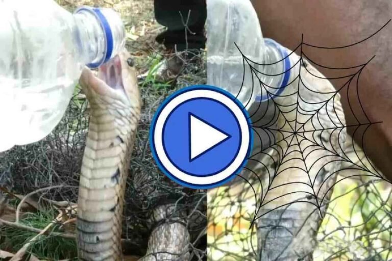 King Cobra Snake Drink Water Video